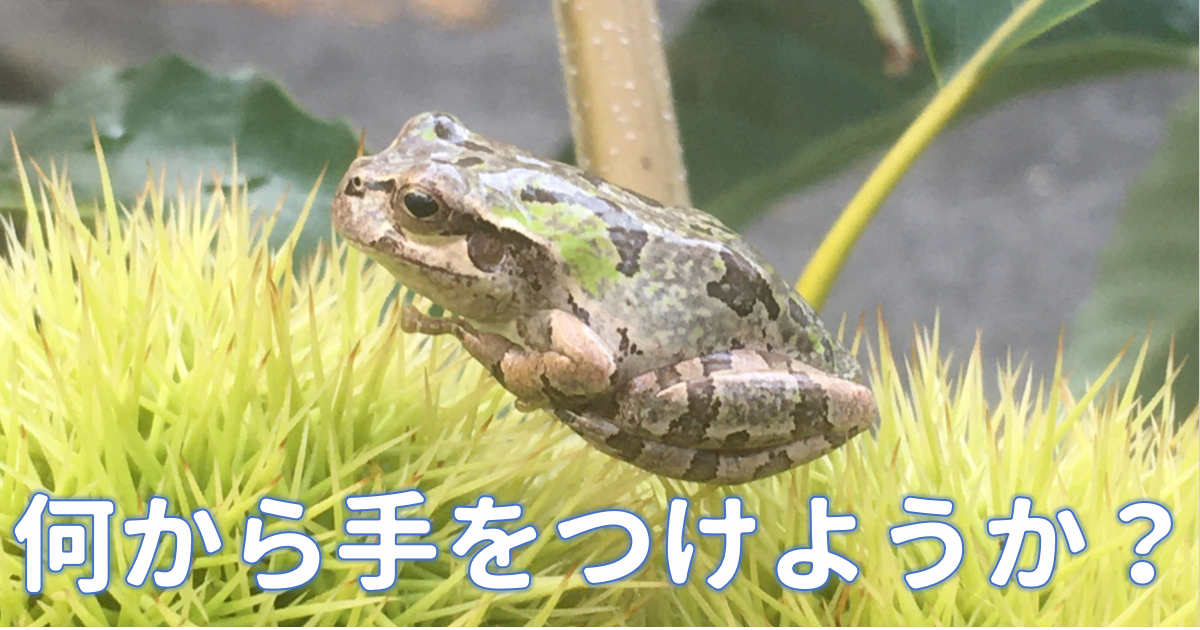 栗＆アマガエル